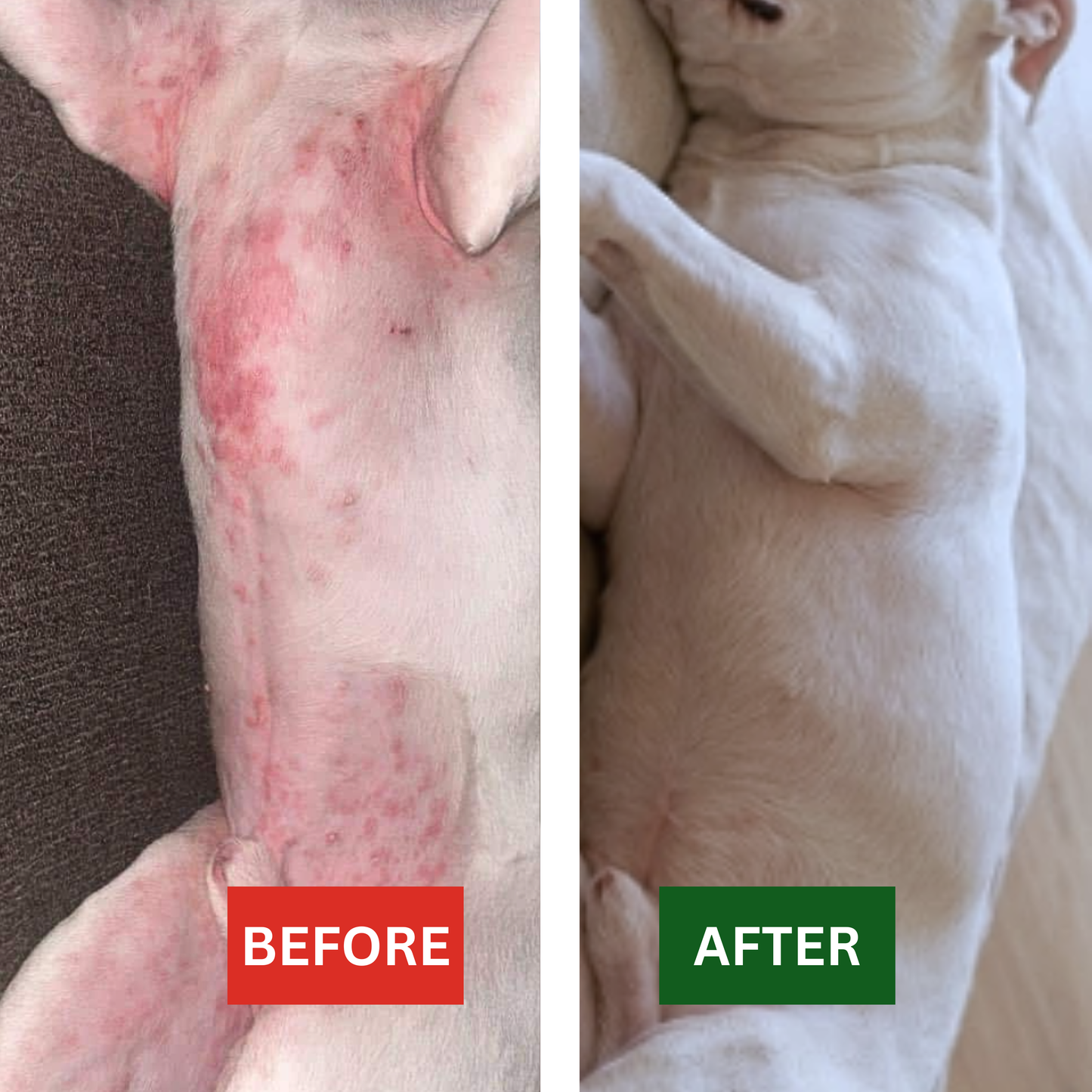 120 Itch Free Probiotic Chews