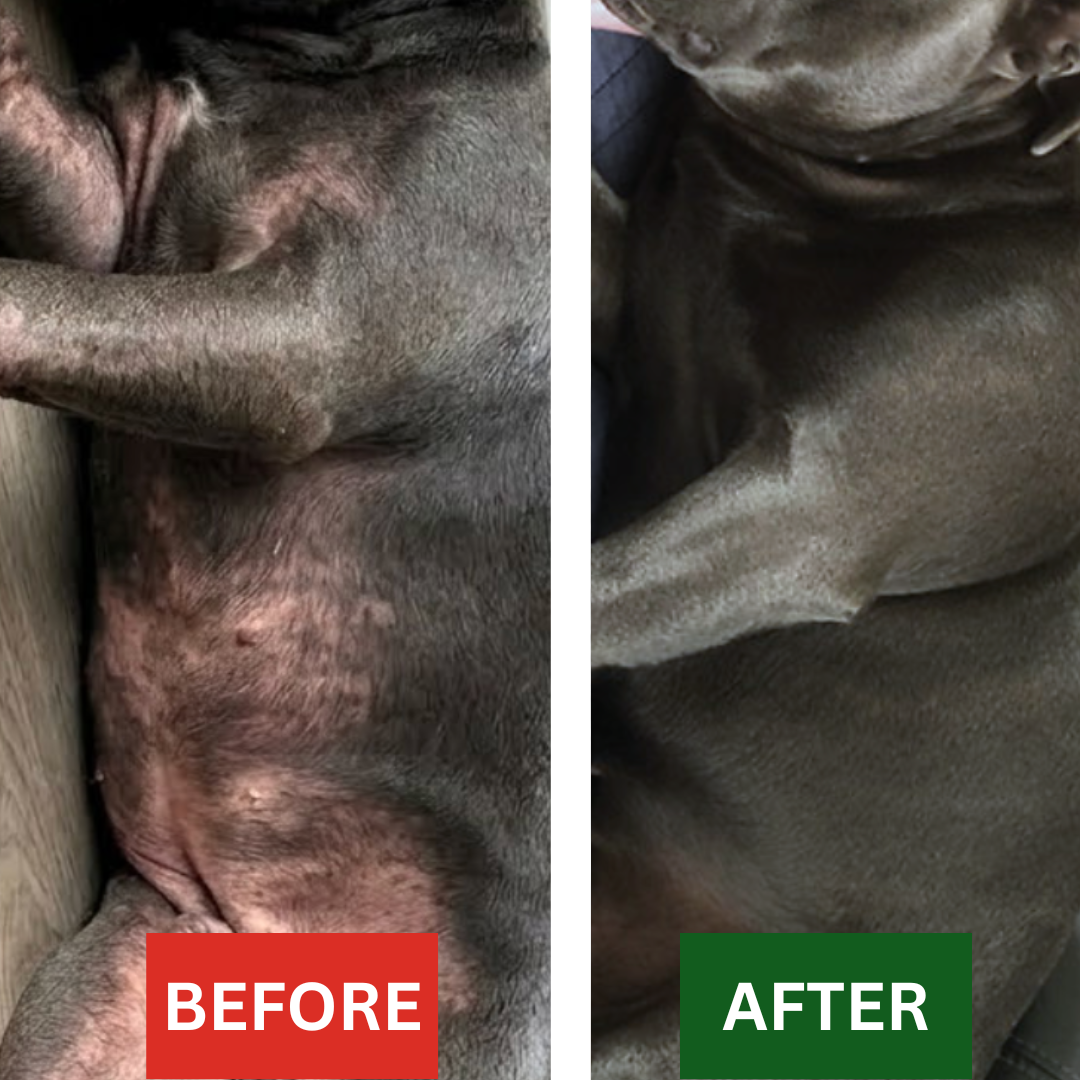 120 Itch Free Probiotic Chews